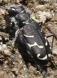 Oblique-lined Tiger Beetle